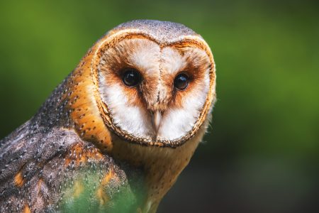 Barn Owl