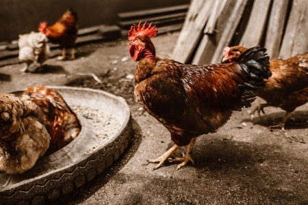 Farming Chickens