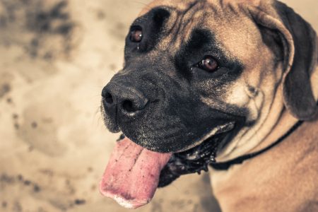 Dog Closeup