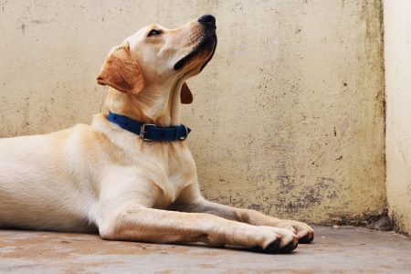 Labrador Dog