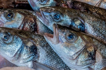 Fresh Raw Fish