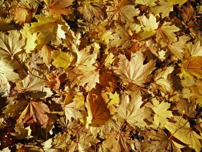 Leaves in Autumn Fall