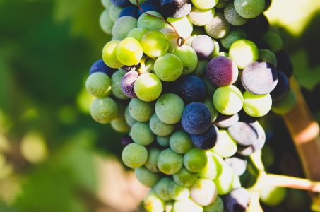 Vineyard Grapes