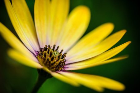 Yellow Flower Details