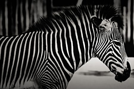Zebra