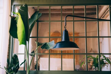 Banana Tree Plant