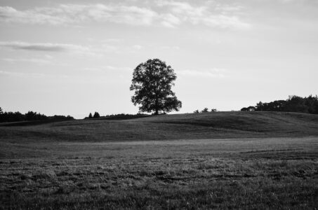 Single Tree Nature