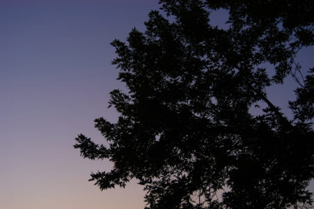 Nature Tree Silhouette