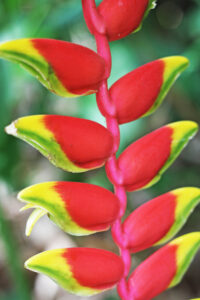 Exotic Flower Plant