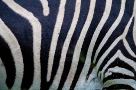 Zebra Animal Pattern