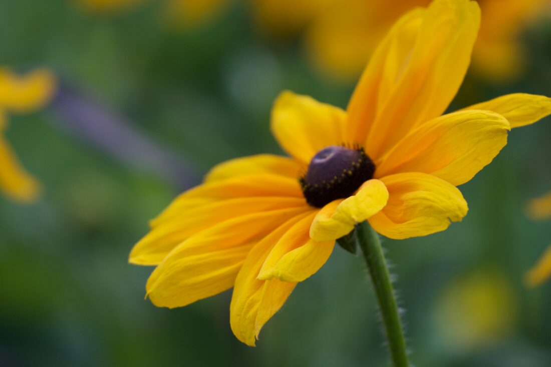Free stock image of Yellow Flower Close