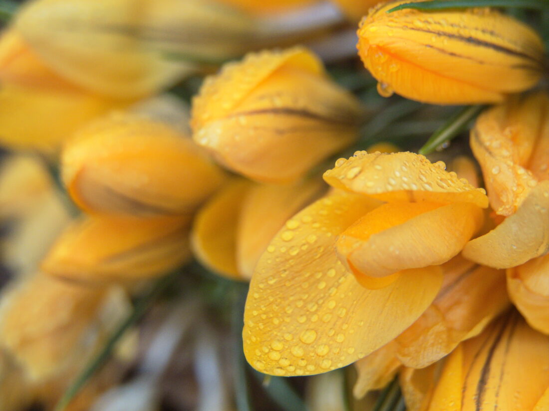 Free stock image of Macro Blossom Flower