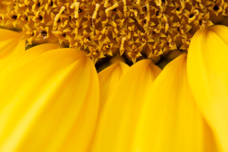 Yellow Sunflower Maco